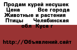 Продам курей несушек › Цена ­ 350 - Все города Животные и растения » Птицы   . Челябинская обл.,Куса г.